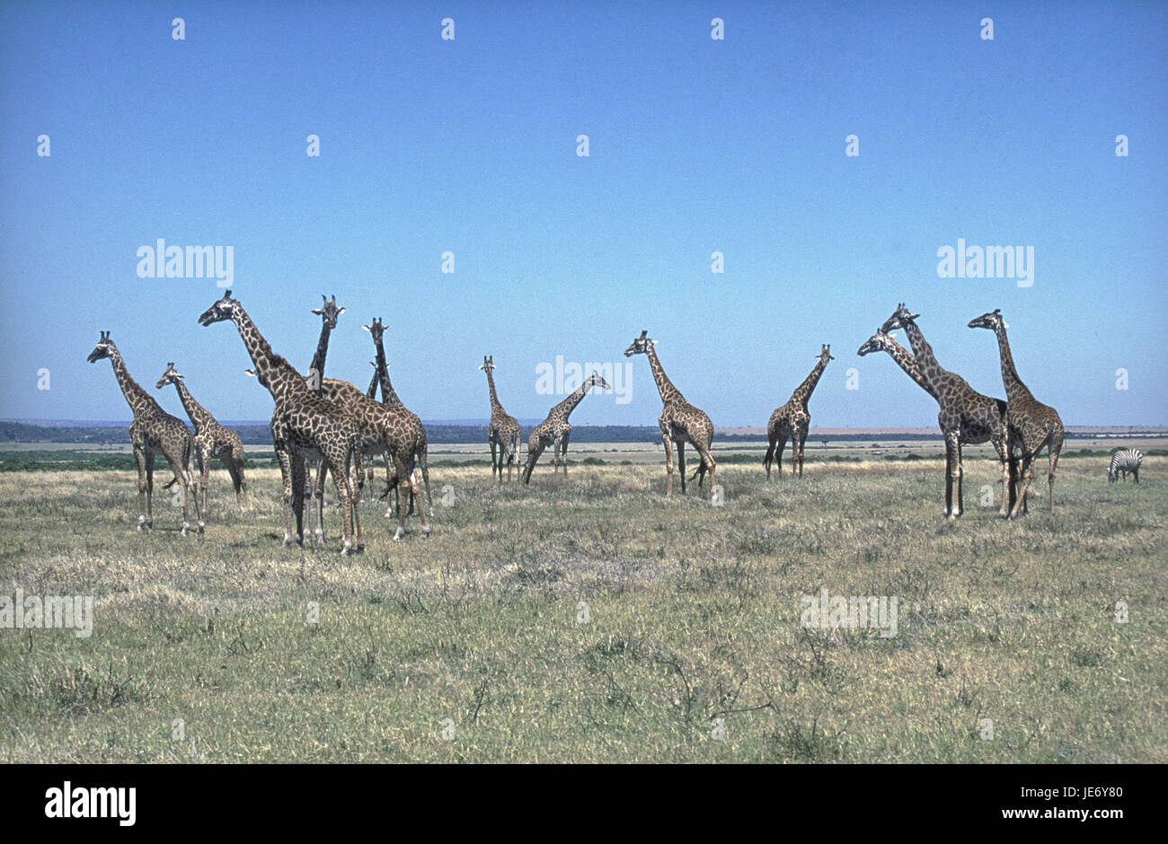 Massaigiraffe, Giraffa camelopardalis tippelskirchi, gruppo, savana, Masai Mara Park, Kenya, Foto Stock