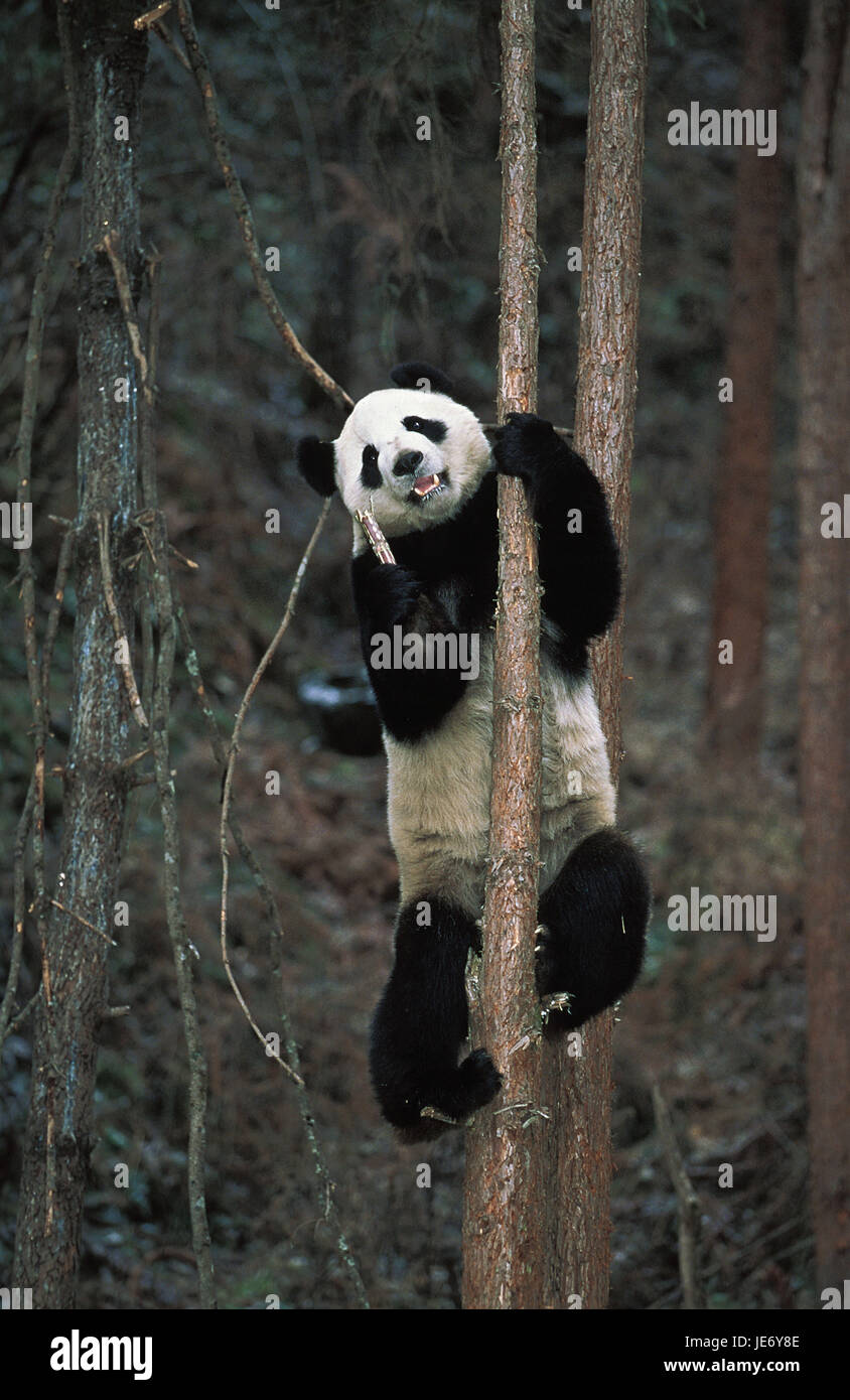 Big panda, Ailuropoda melanoleuca, animale adulto, arrampicarsi tree, riserva di Wolong, Cina Foto Stock