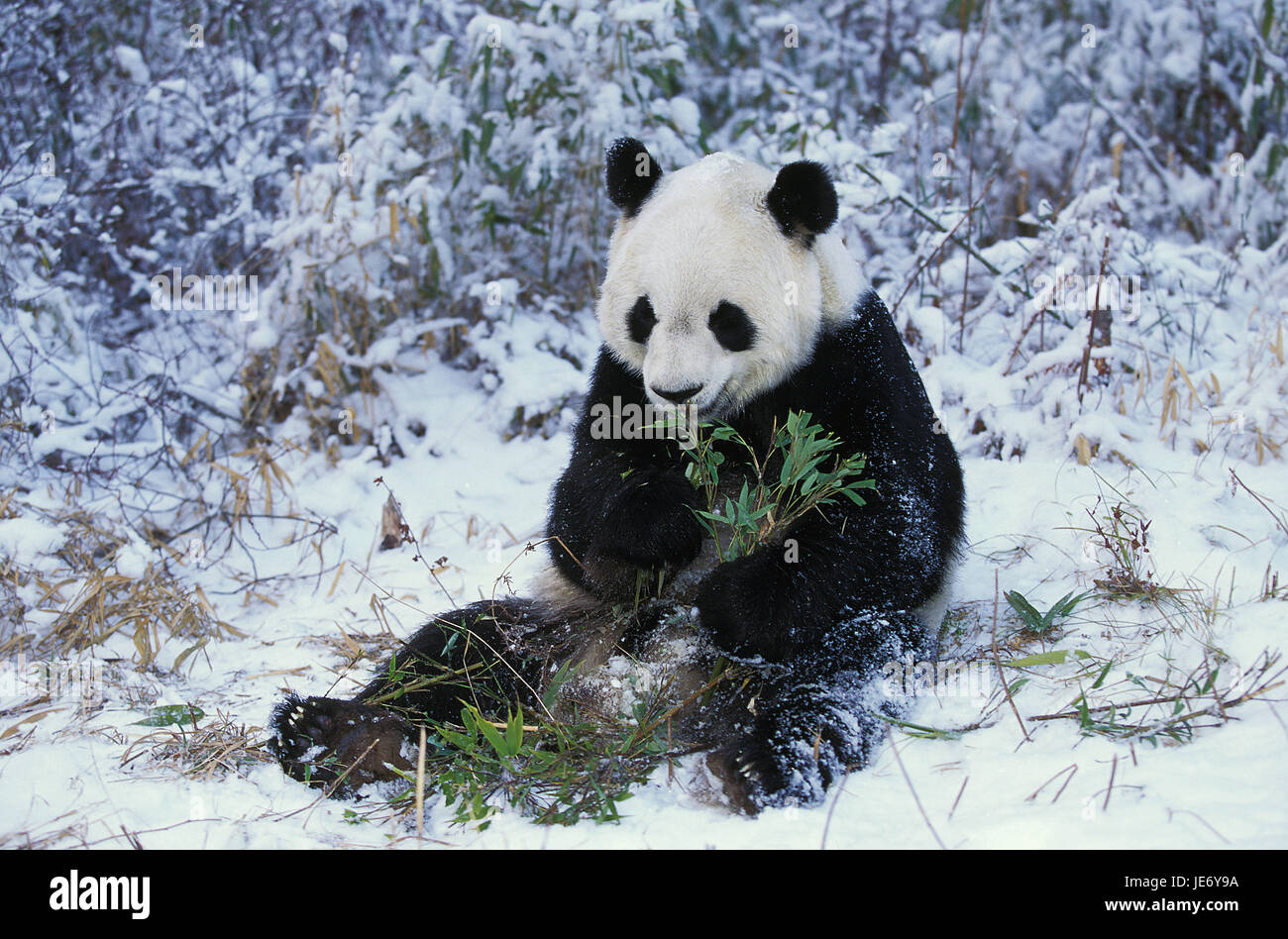 Big panda, Ailuropoda melanoleuca, animale adulto, sedersi e mangiare la neve, bambù, riserva di Wolong, Cina Foto Stock