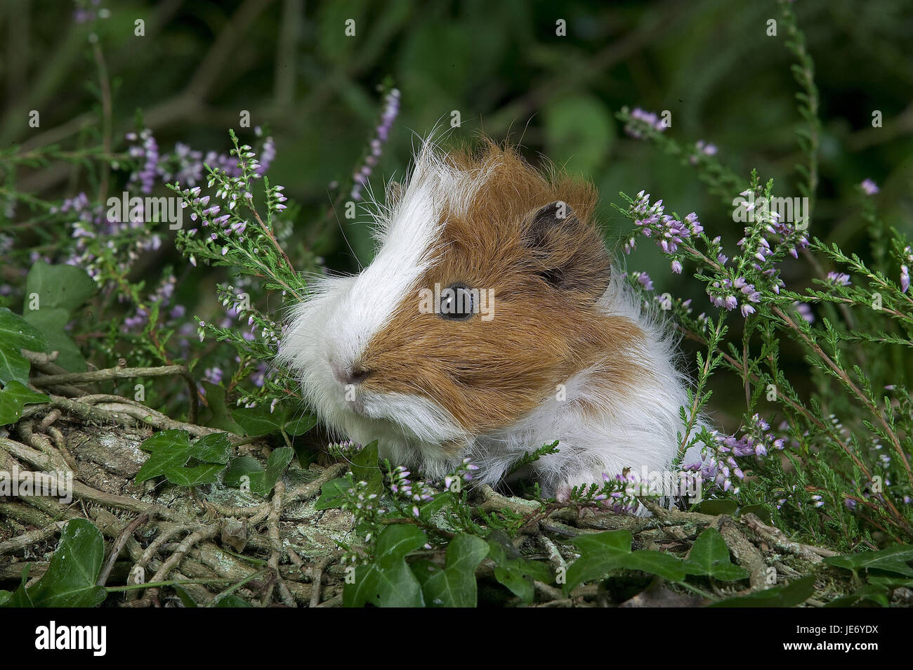 Casa cavie cavia porcellus, animale adulto, erica, Foto Stock