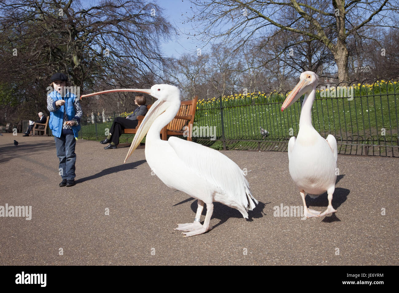 Inghilterra, Londra, San di James park, pellicani, boy, animali, parco, persona, donna, molla, Pelecanidae Pelecanus, uccelli acquatici, uccelli, Pelecaniformeses, fauna selvatica, bambino, turistico, Foto Stock