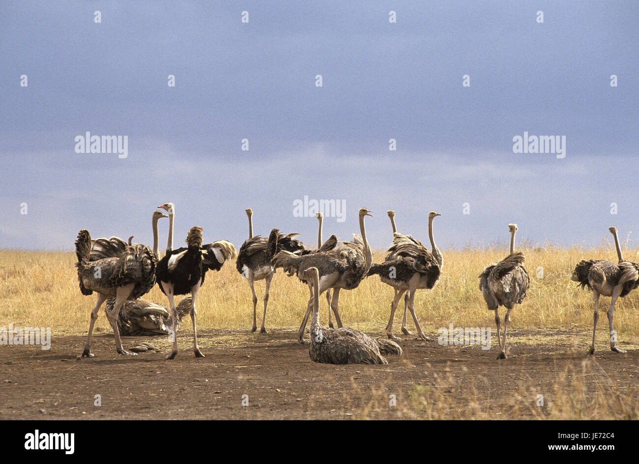 African mazzetto, Struthio camelus, gruppo, savana, Masai Mara Park, Kenya, Foto Stock