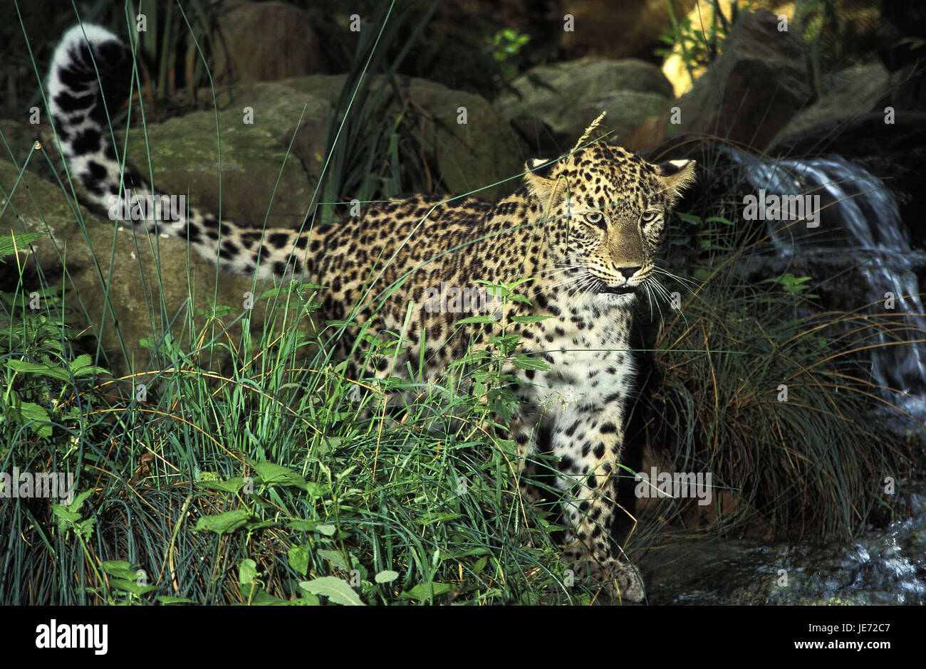Leopardo persiano, Panthera pardus saxicolor, animale adulto, Foto Stock
