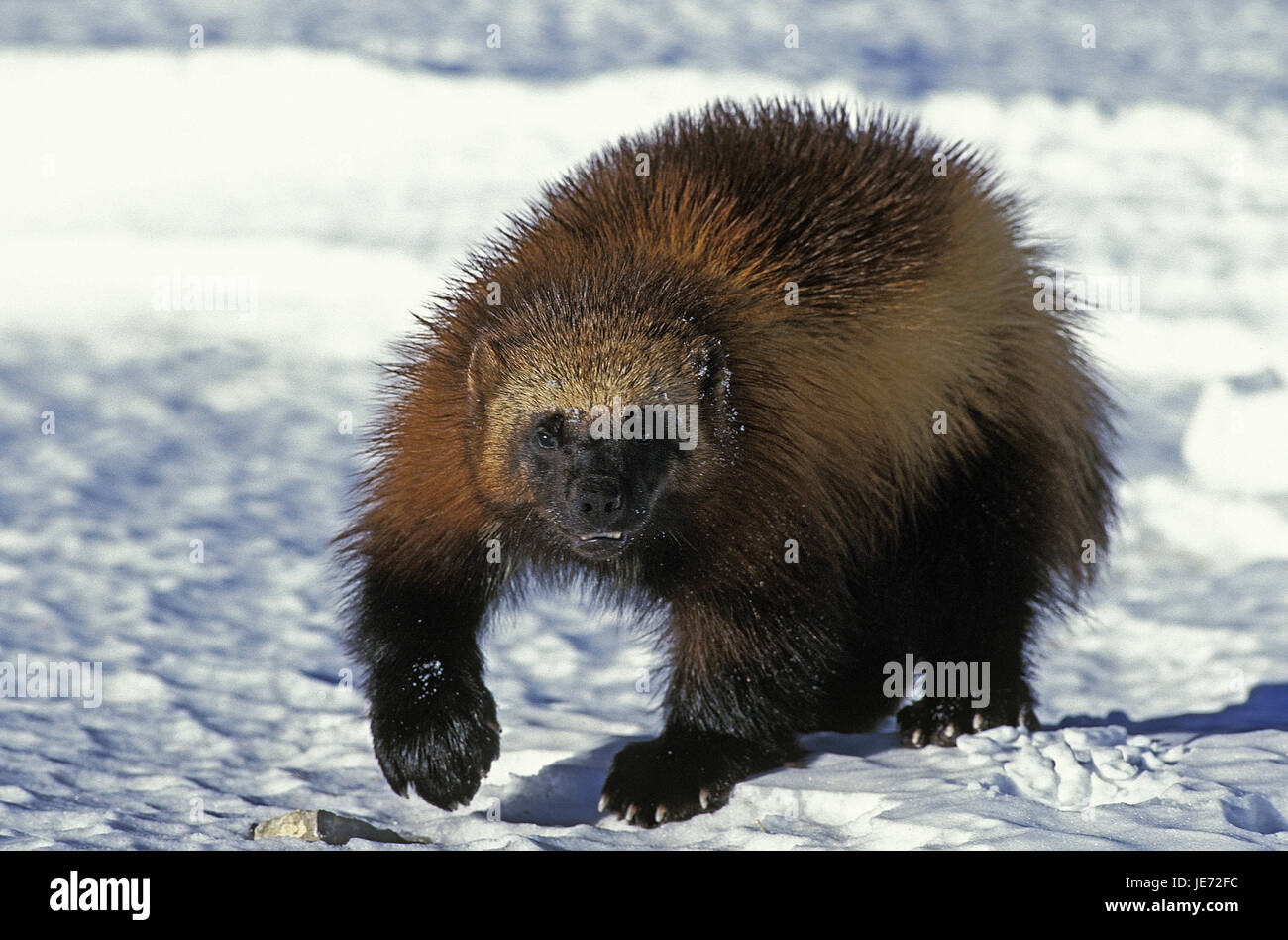 North American wolverine, Gulo gulo luscus, animale adulto, stand, neve, Canada, Foto Stock