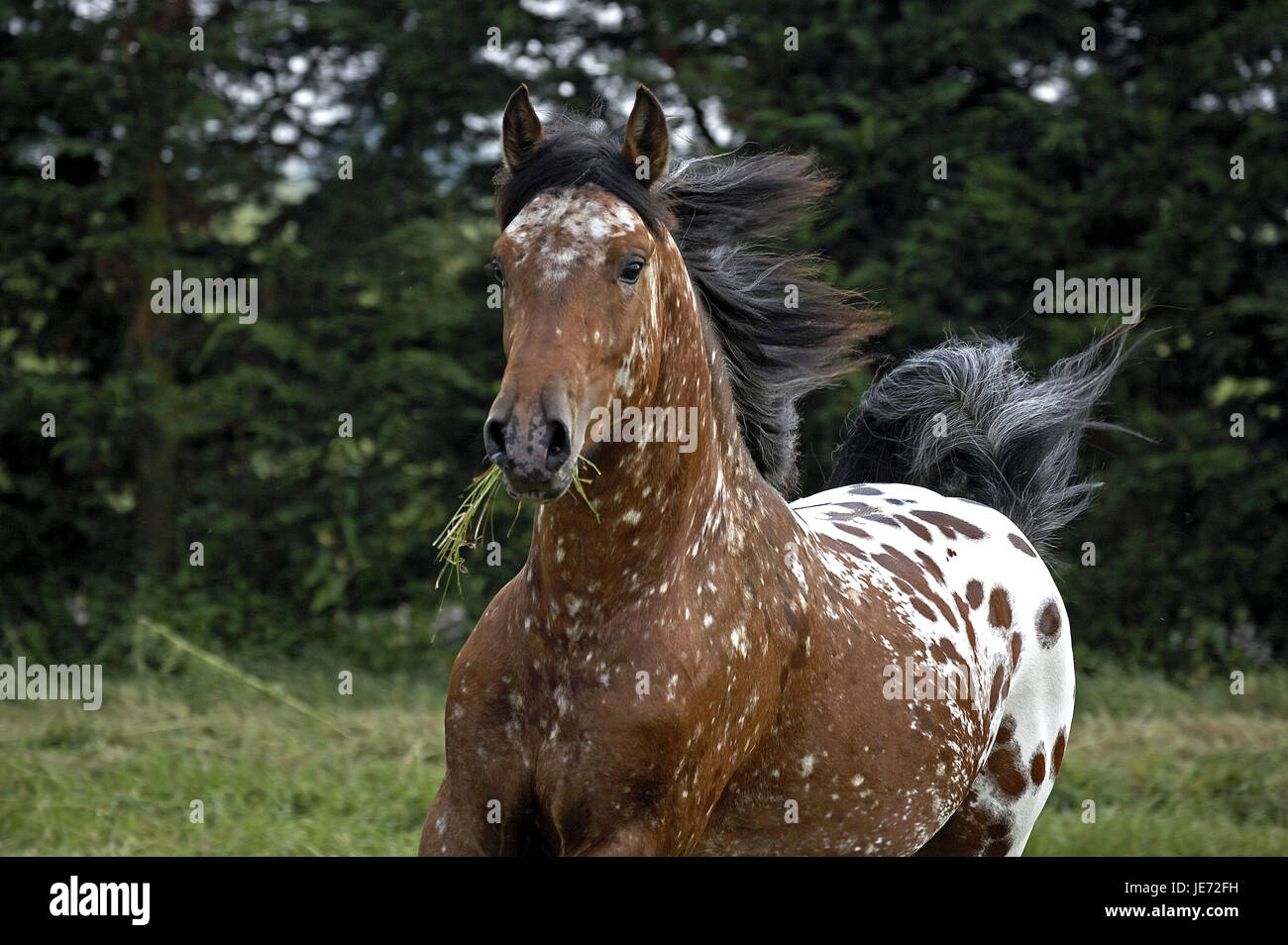 Appaloosa, cavallo, cavallo di razza, animale adulto, stand, pascoli, erba, bocca, Foto Stock