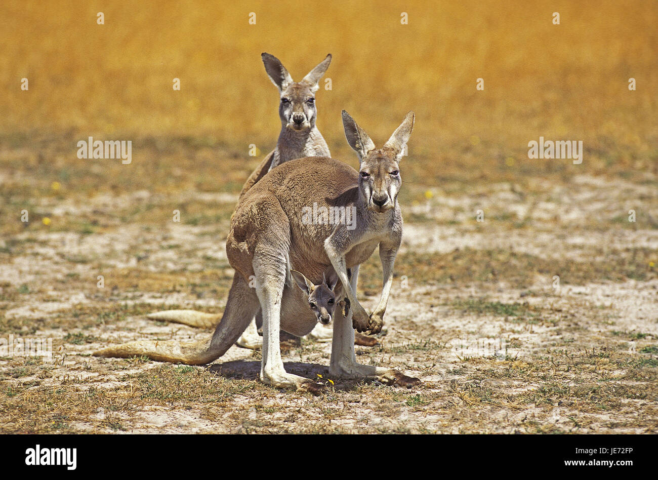 Red Riesenkänguru, Macropus rufus, femmine, giovane animale nel sacchetto, Australia Foto Stock