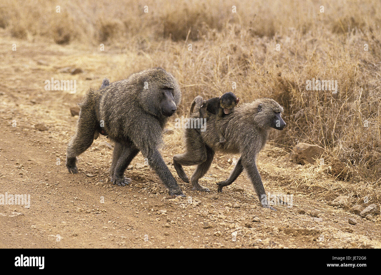 Anubispavian o babbuino verde, papio anubis, piccoli uomini, femmine, giovane animale, trasportare, percorso Masai Mara Park, Kenya, Foto Stock