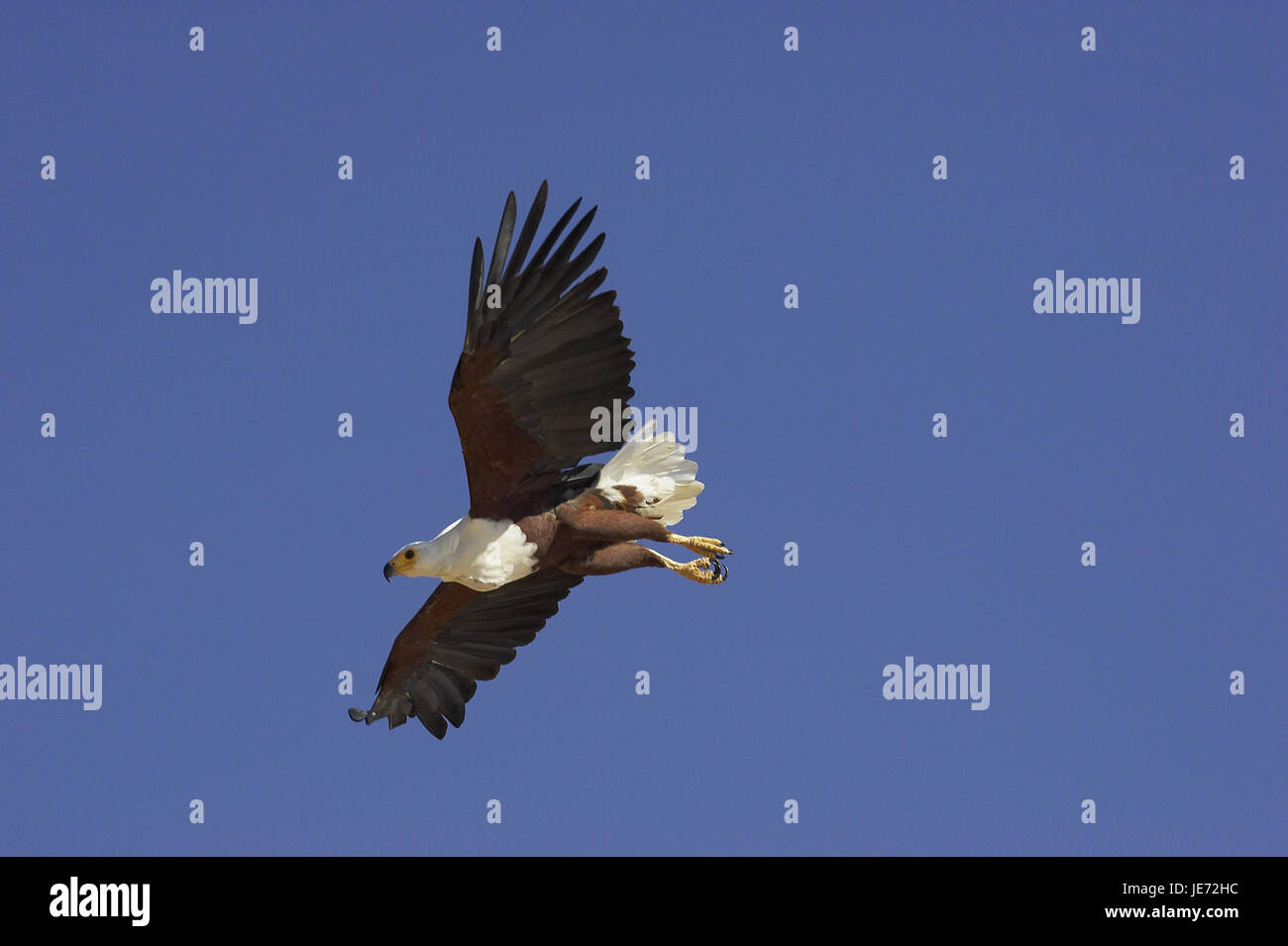 Gridare Lago Eagle, Haliaeetus vocifer, animale adulto, volo, Baringo salamoia, Kenya, Foto Stock