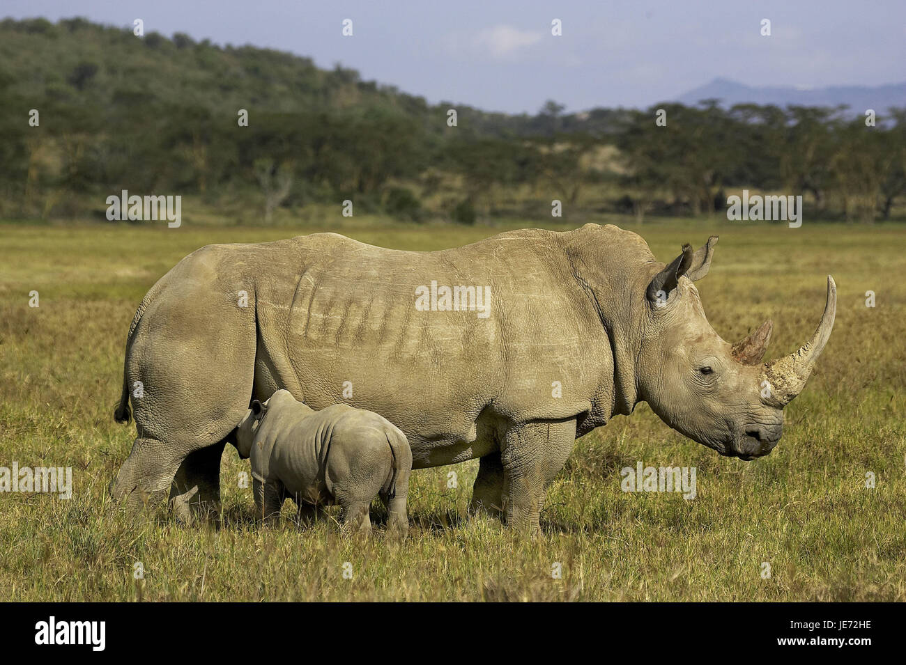 A bocca larga rinoceronte, Ceratotherium simum, femmine, di vitello, infermiere, Nakuru park, Kenya, Foto Stock