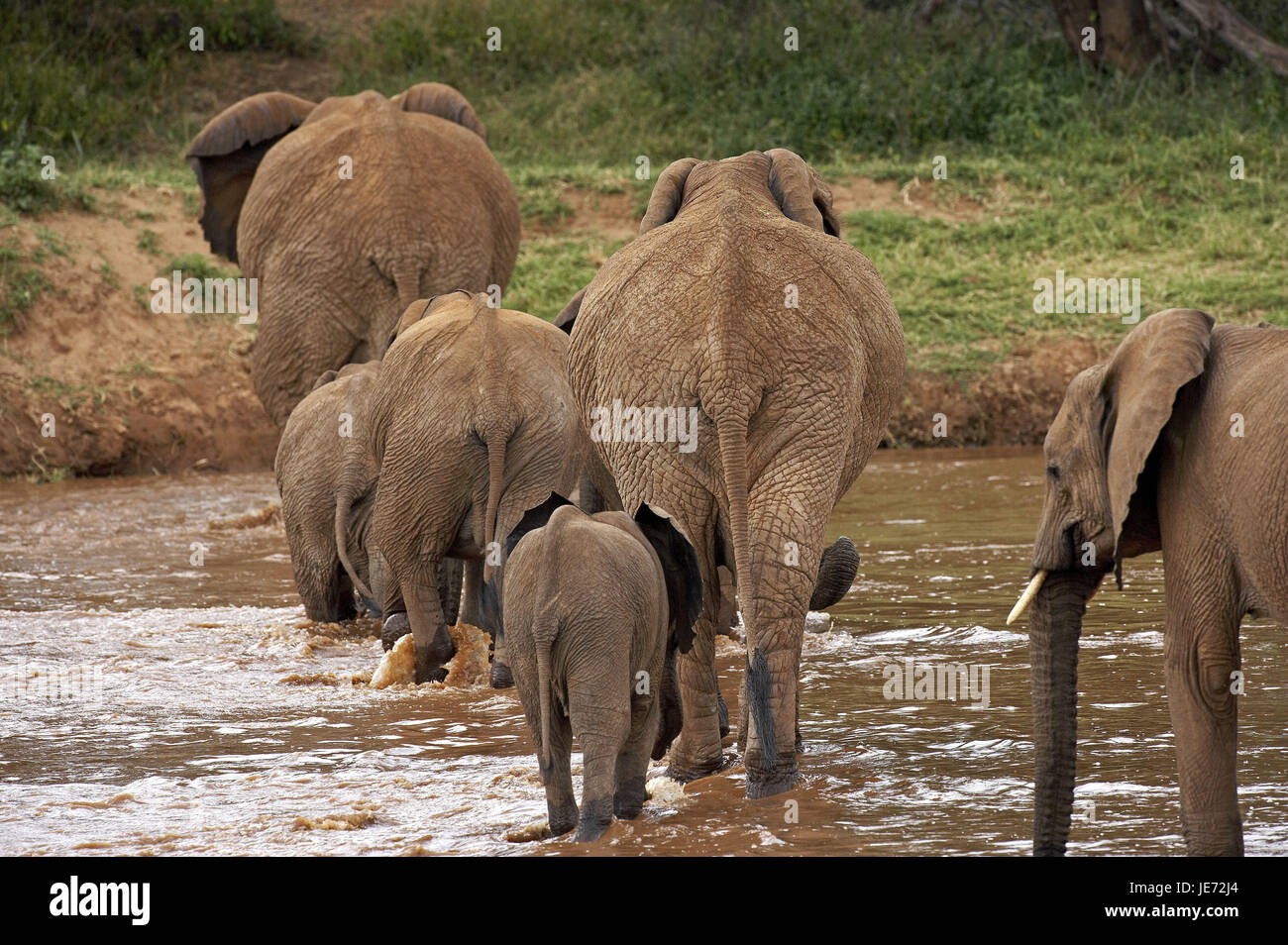 Elefante africano Loxodonta africana, si concentra, croce, sul fiume Samburu park, Kenya, Foto Stock
