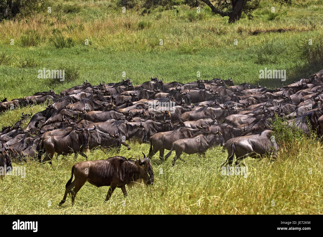 Film gnu, Connochaetes taurinus, si concentra, si allontanano, Masai Mara Park, Kenya, Foto Stock