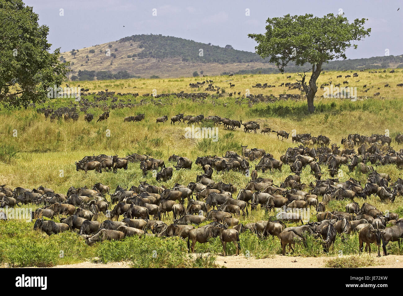 Film gnu, Connochaetes taurinus, si concentra, si allontanano, Masai Mara Park, Kenya, Foto Stock