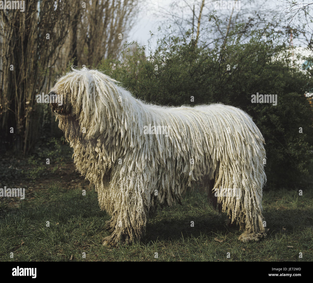 Komondor, plurale Komondorok, animale adulto, stand, erba, Foto Stock