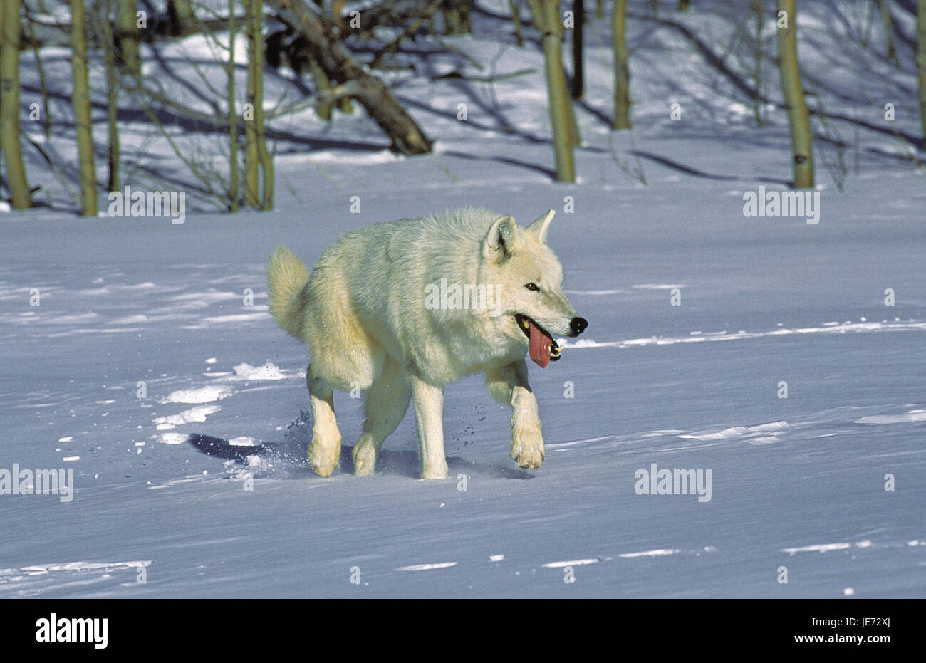 Alaska tundra Wolf, Canis lupus tundra-intorno, animale adulto, stand, neve, Alaska, Foto Stock