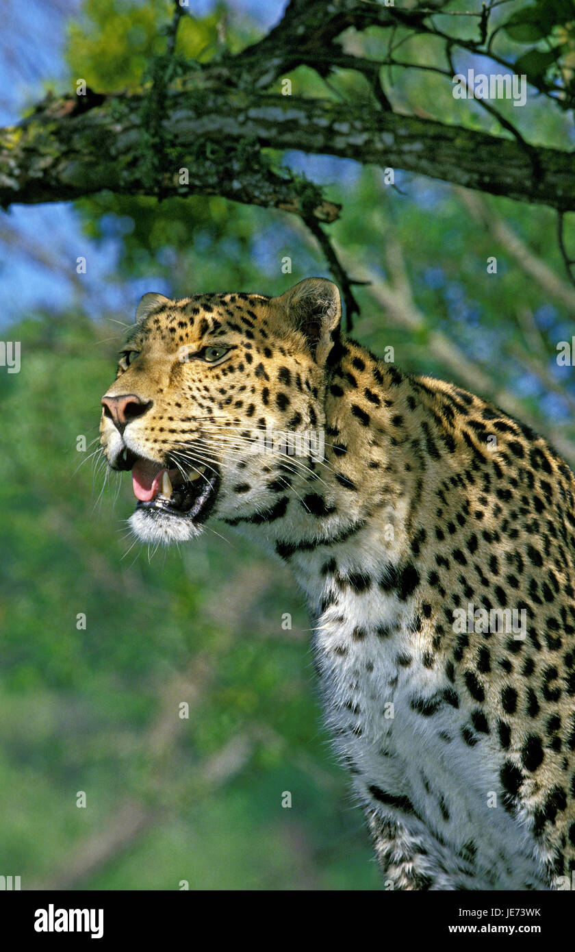 Leopardo persiano, Panthera pardus saxicolor, Foto Stock