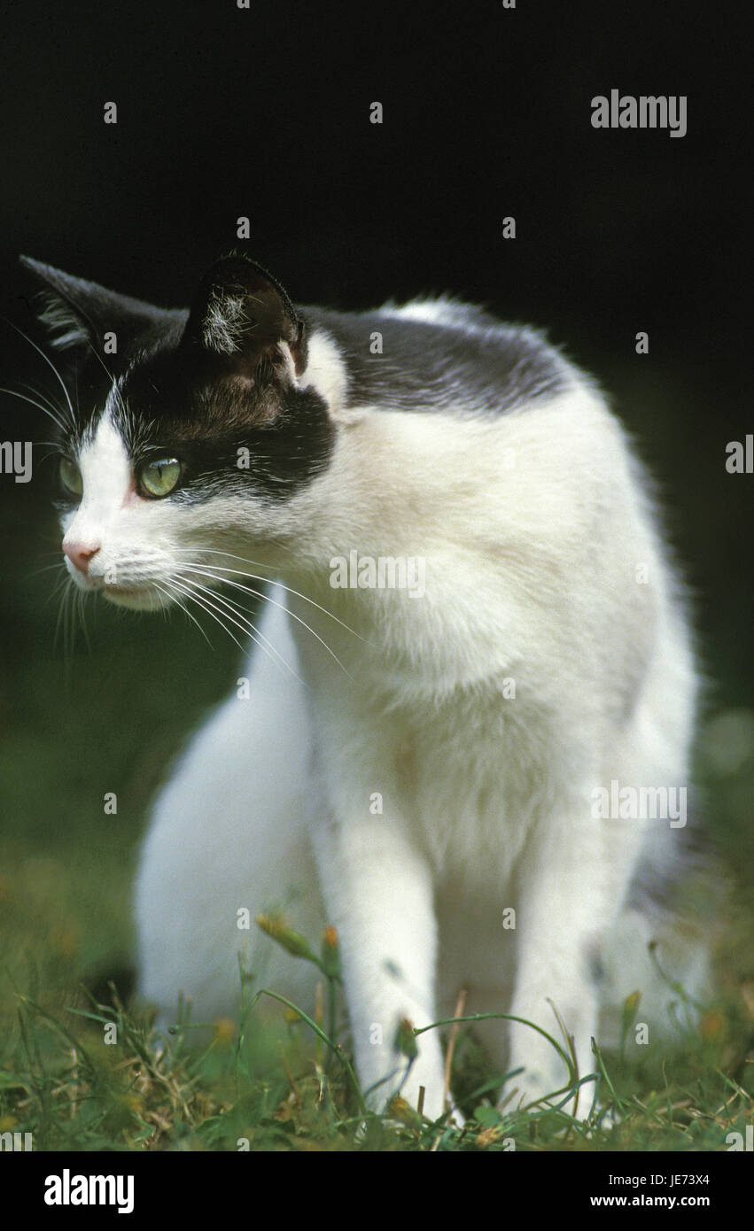 Gatto di casa in erba, Foto Stock