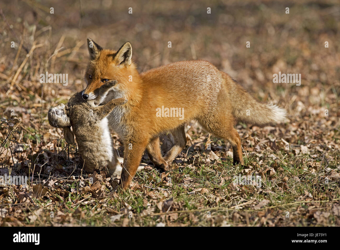 La volpe rossa con la preda, Vulpes vulpes, Foto Stock