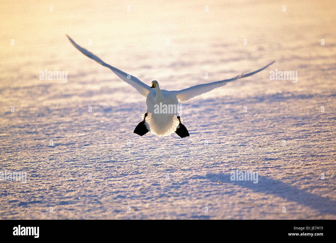 Swan Song atterra sul lago ghiacciato, Cygnus cygnus, Foto Stock