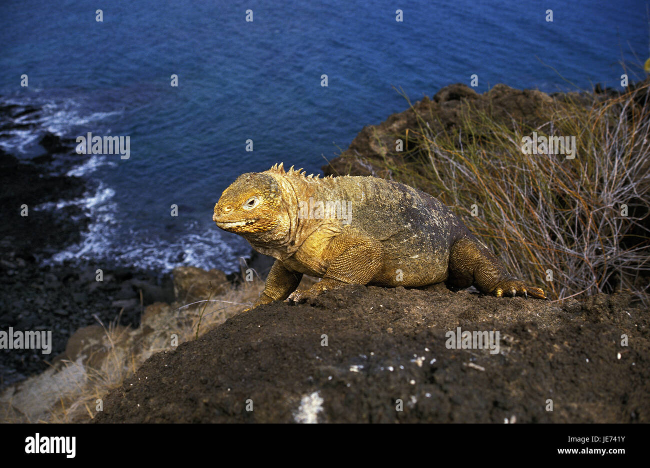 Druse testa su una roccia, Conolophus subcristatus, Foto Stock
