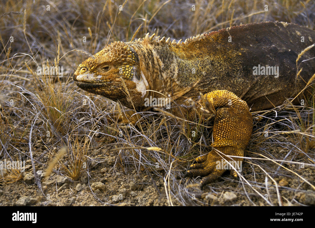 Druse di testa, Conolophus subcristatus, Foto Stock