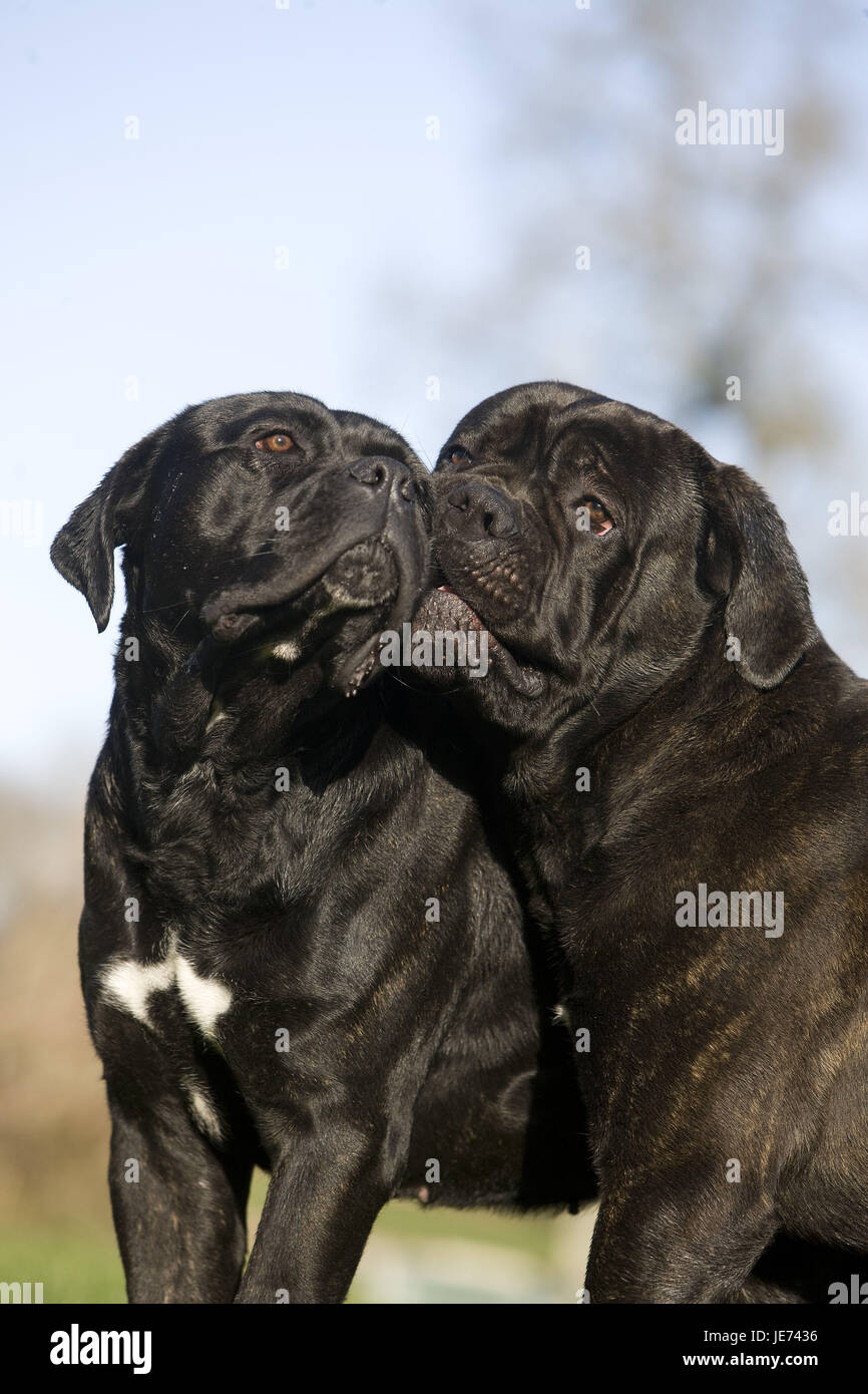 Due Cane Corso cani, Foto Stock