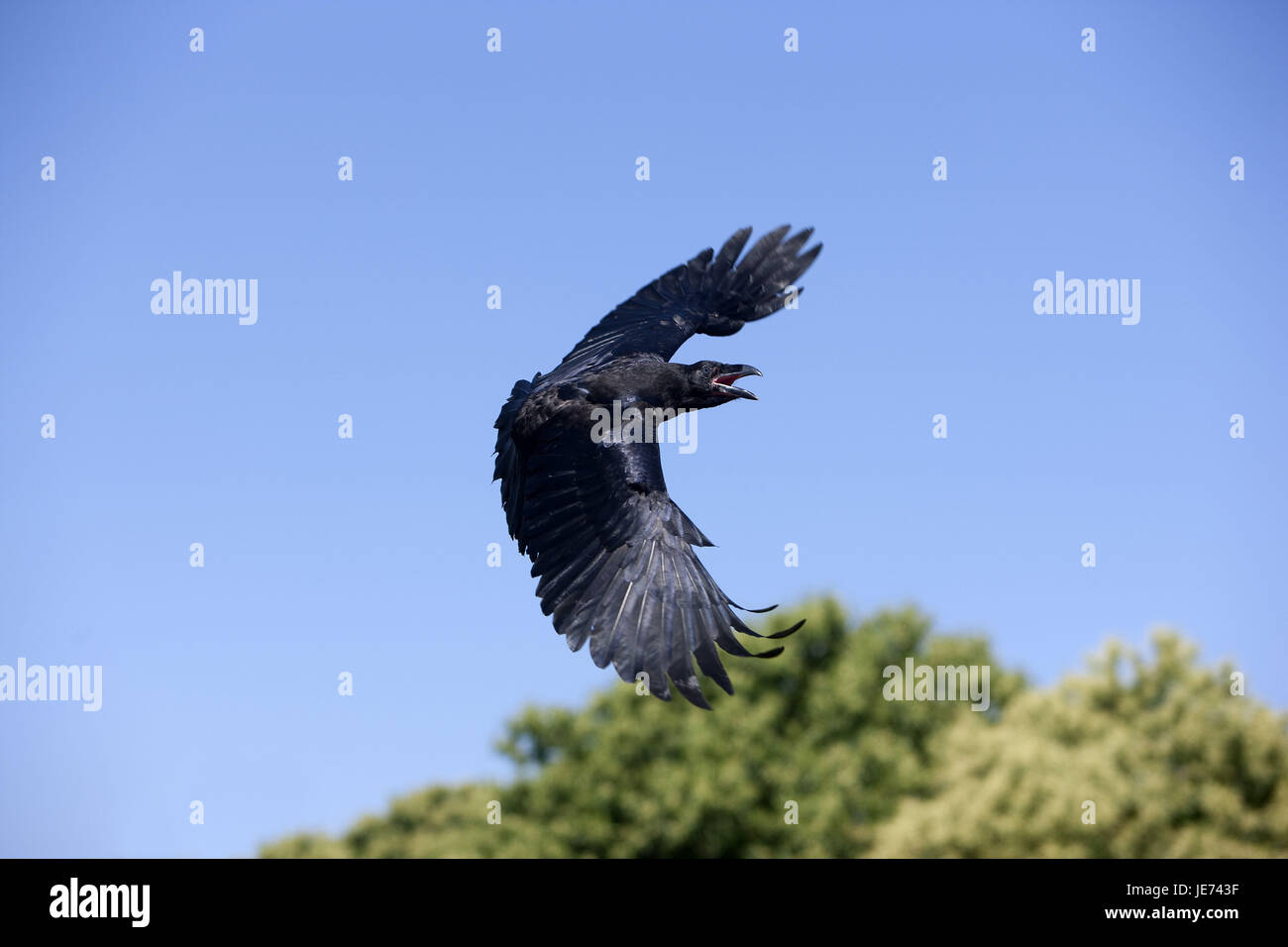 Kolkrabe nel volo, Corvus corax, Foto Stock