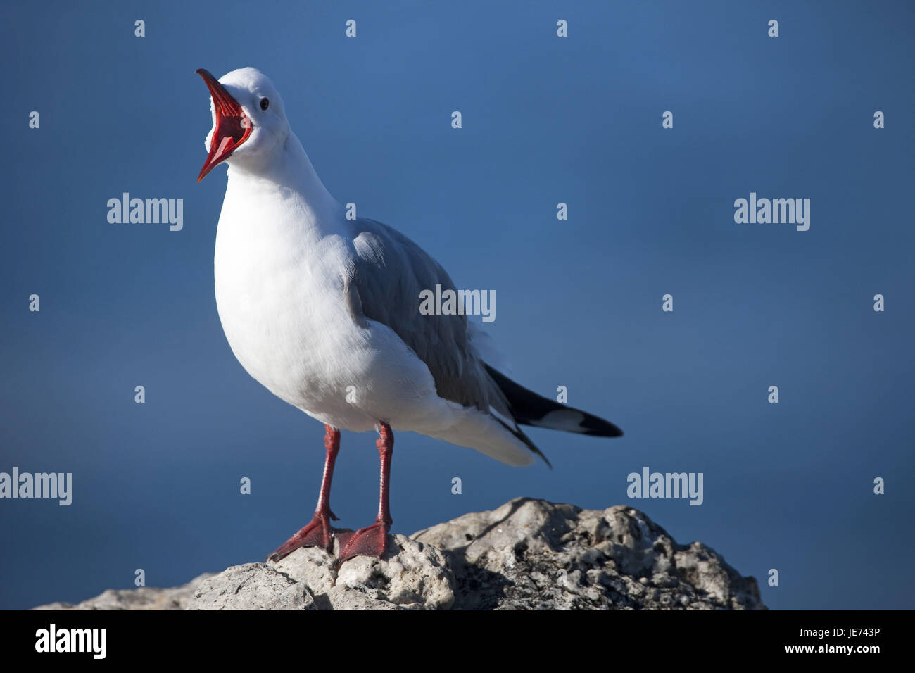 Disco fogliame gabbiano su una roccia, Larus hartlaubii, Foto Stock