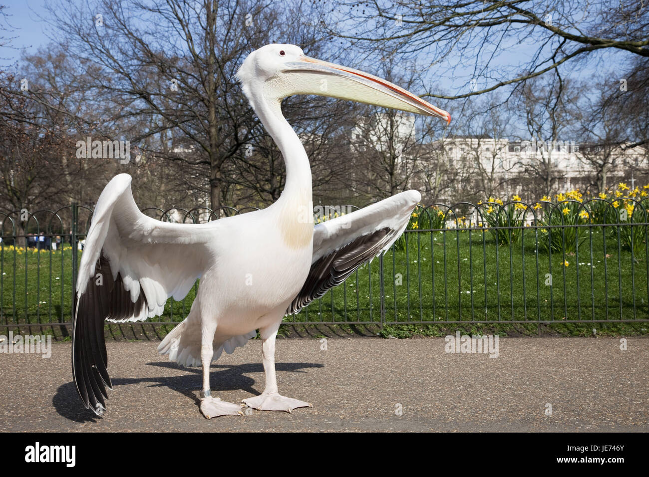 Inghilterra, Londra, San di James park, Pelican, animali, parco, molla, Pelecanidae Pelecanus, uccelli acquatici, uccelli, Pelecaniformeses, fauna selvatica, ali, flutter, nessuno, Foto Stock