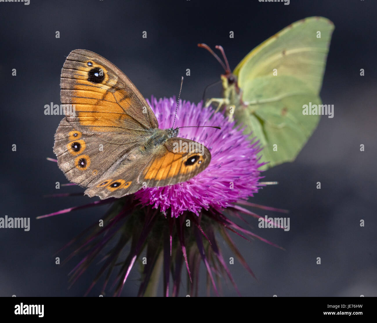 Grande parete marrone butterfly Lasiommata maera condivisione femmina a thistle testa con un maschio di Cleopatra farfalla sulla isola di Mljet Croazia Foto Stock