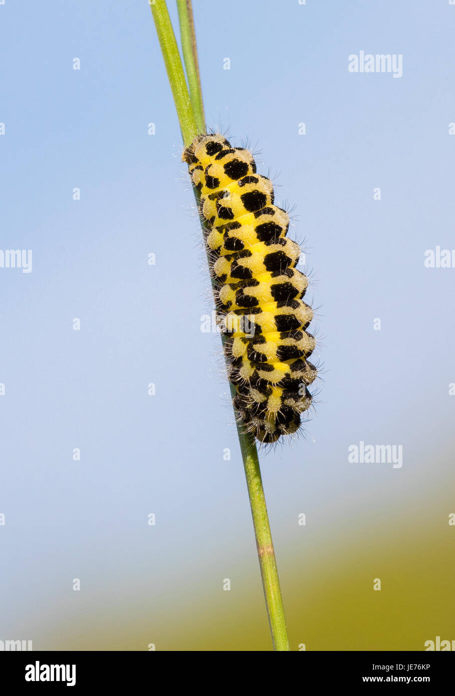 Sei spot burnett moth caterpillar Zygaena filipendulae a testa in giù su un gambo di erba attorno al pupate - erba prato in Somerset Foto Stock