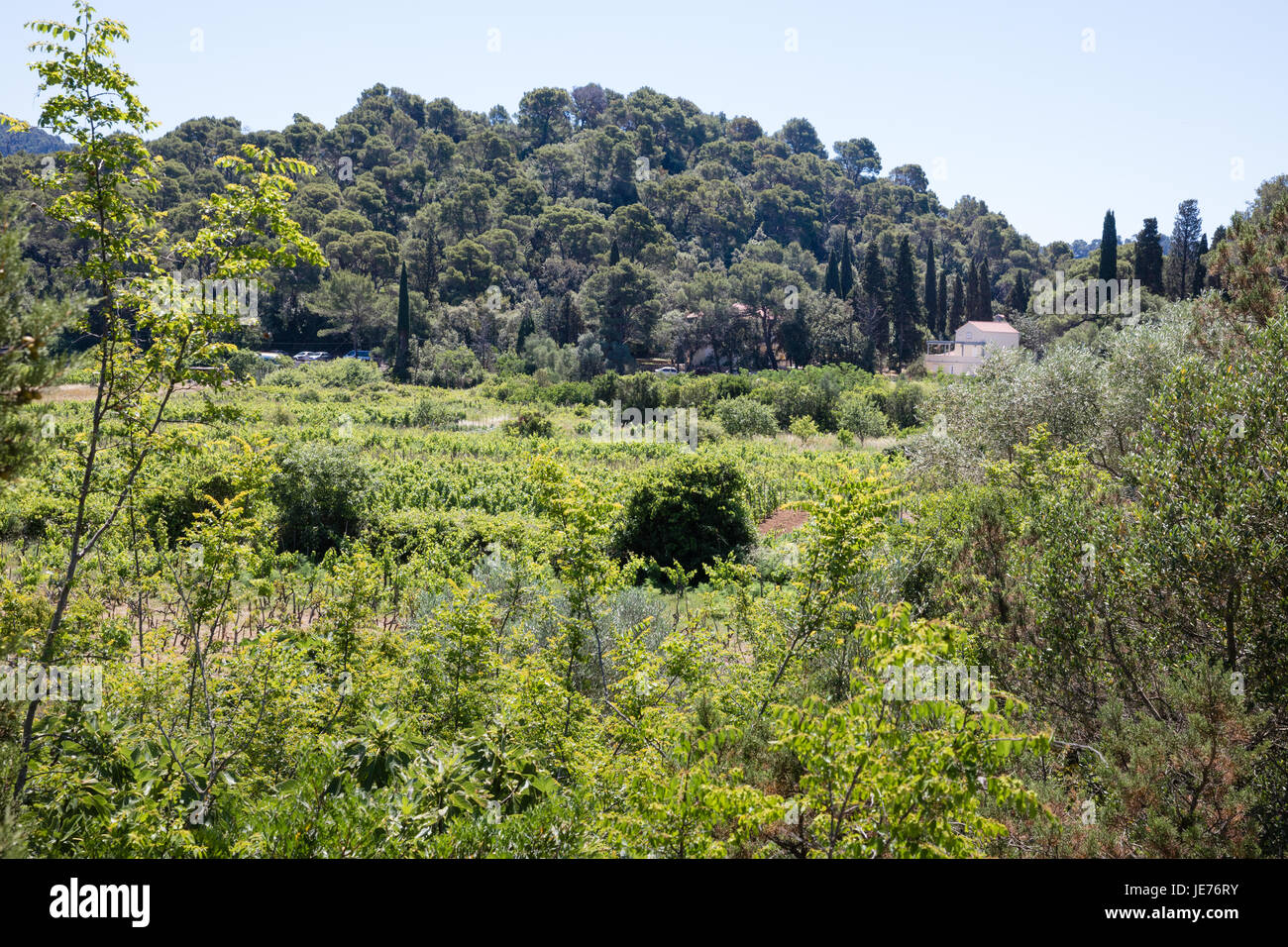 Valle fertile colture agricole, le verdure e le olive a Pristaniste sull isola di Mljet sulla costa dalmata della Croazia Foto Stock