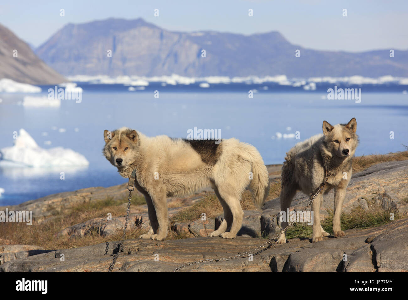 La Groenlandia, Uummannaq, bile costa, slitte trainate da cani, incatenato, nel nord della Groenlandia, destinazione, sul mare Artico, montagne, il ghiacciaio di gelati, iceberg, costa, fuori, rocce, animali mammiferi, cani huskies, due catenas, beneficio animali, deserte, Foto Stock