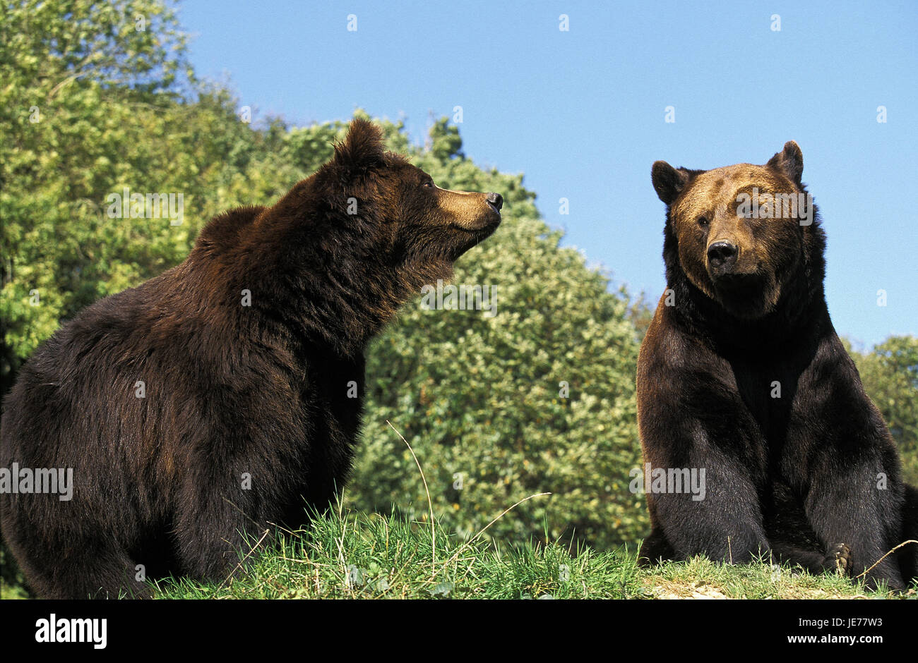 Orso bruno Ursus arctos, gli animali adulti, sedersi, erba, Foto Stock