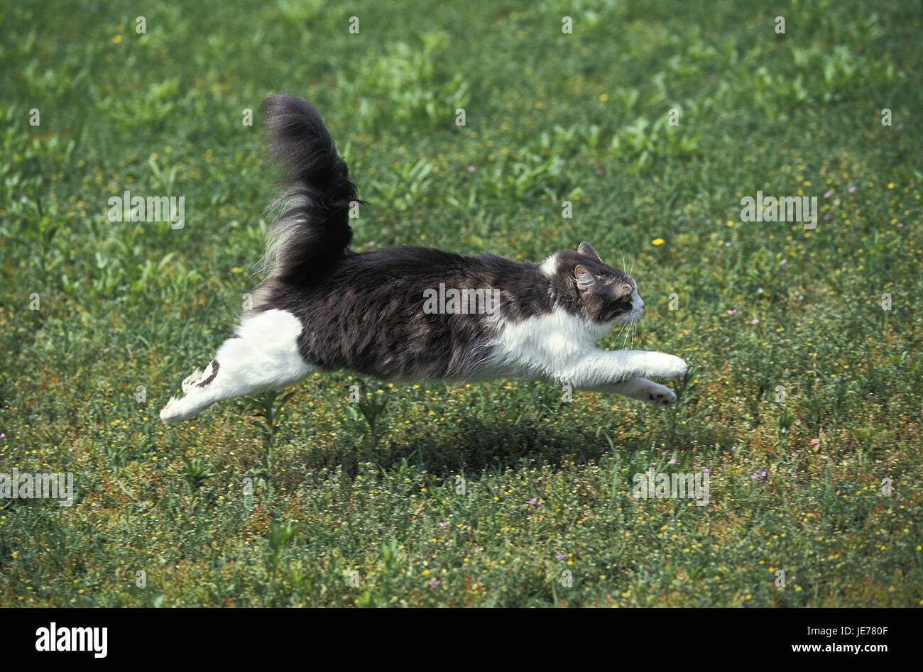 Gatto di casa, erba, esegui Foto Stock
