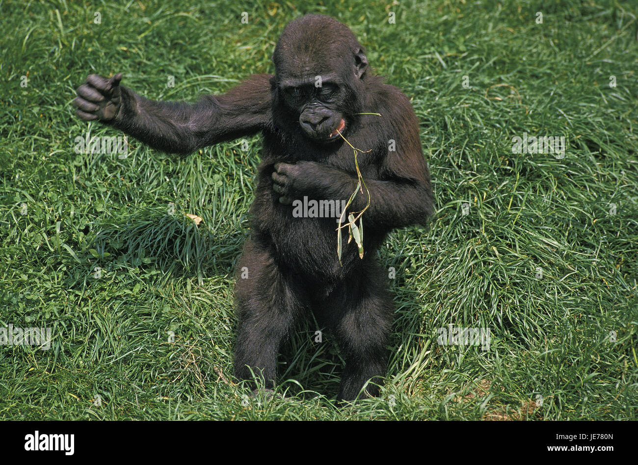 Pianura orientale gorilla gorilla beringei graueri, anche grigia gorilla giovane animale, erba, stand, Foto Stock