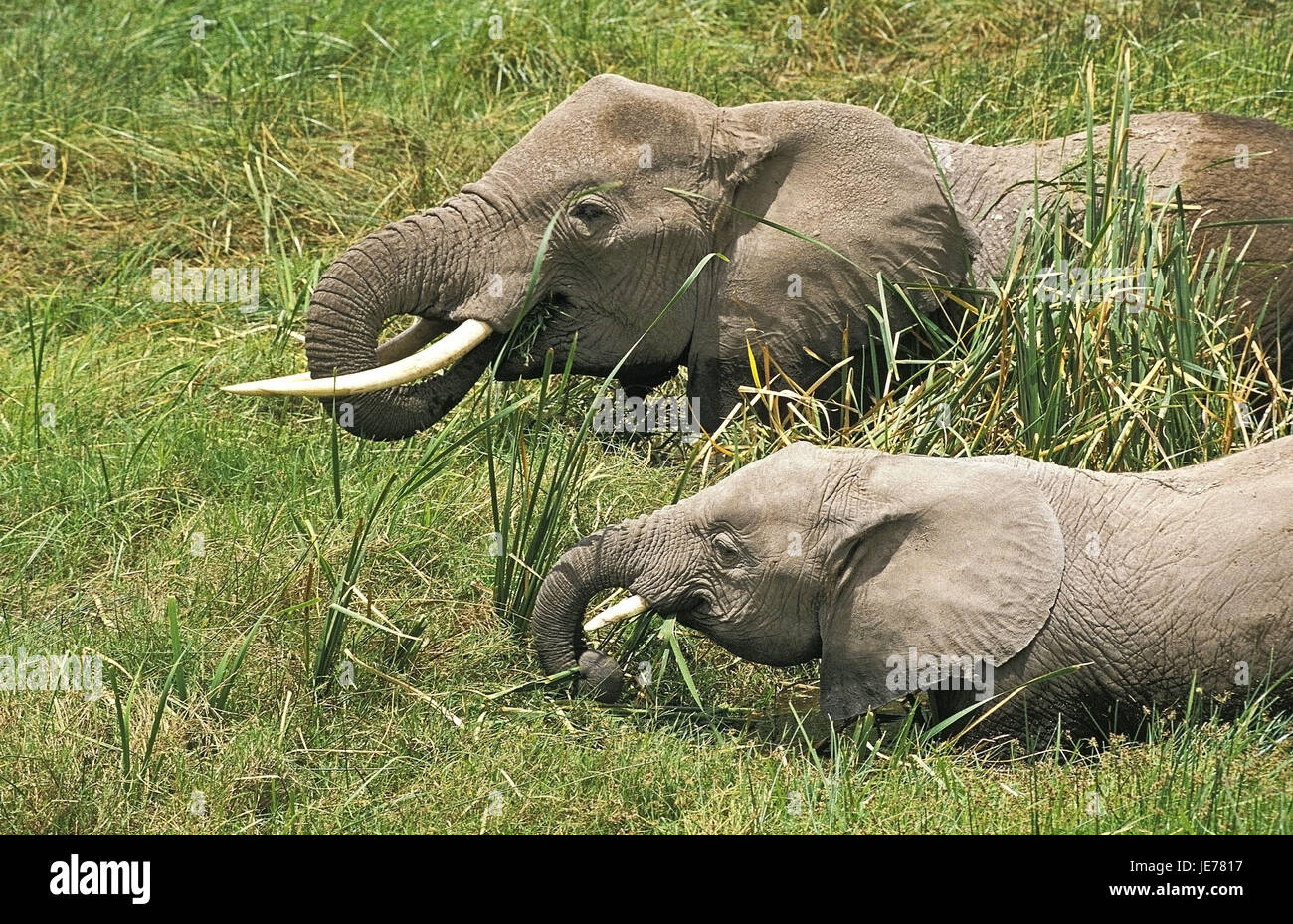 Elefante africano Loxodonta africana, femmine, di vitello, di palude, Masai Mara Park, Kenya, Foto Stock