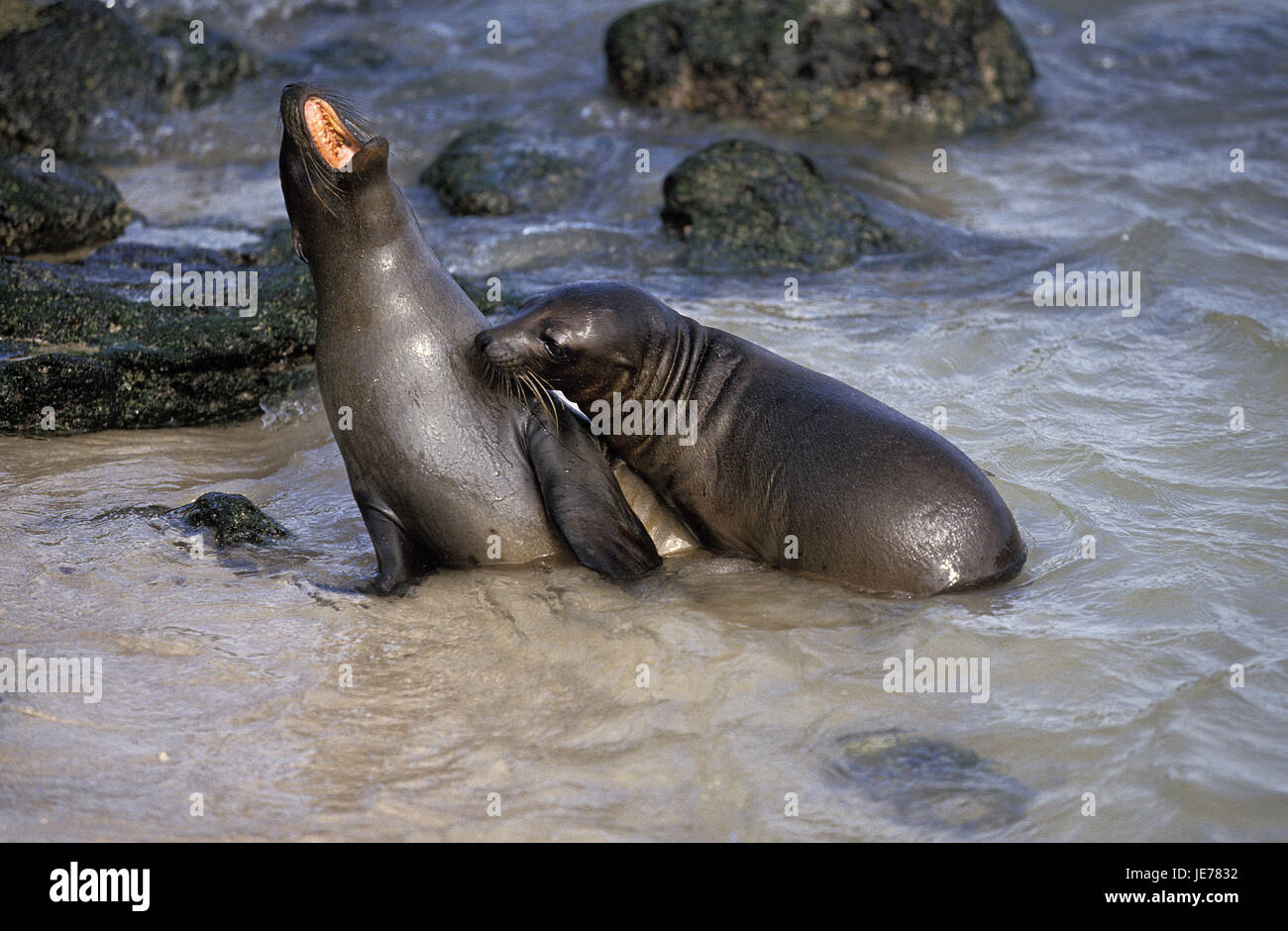 Mare Galapagos orsi, Arctocephalus galapagoensis, gli animali adulti, acqua, spiaggia, Foto Stock