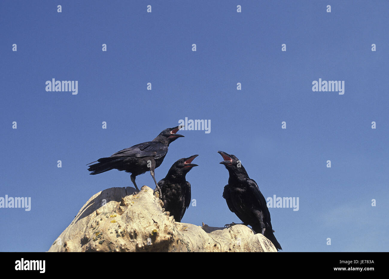 Kolkraben, Corvus corax, animali adulti crow, Foto Stock