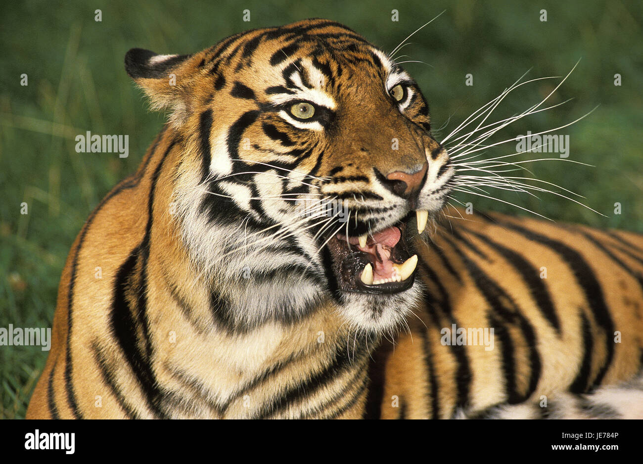 La tigre di Sumatra, Panthera tigris sumatrae, animale adulto, ritratto, Foto Stock