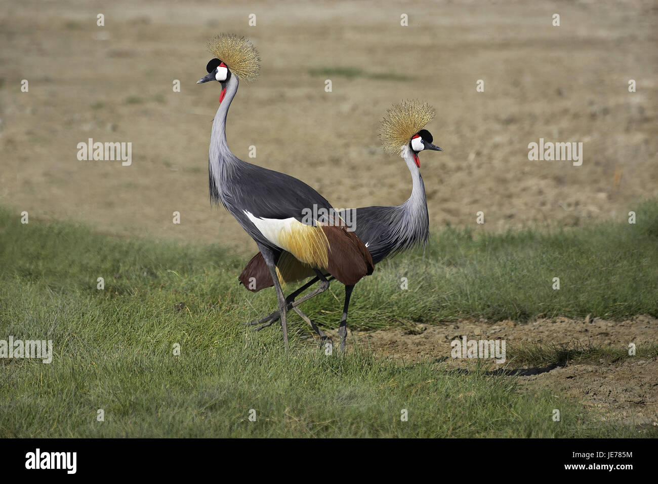 Sud Africa-crown crane, Balearica regulorum, anche collo grigio crown crane, giovane, Nakuru park, Kenya, Foto Stock