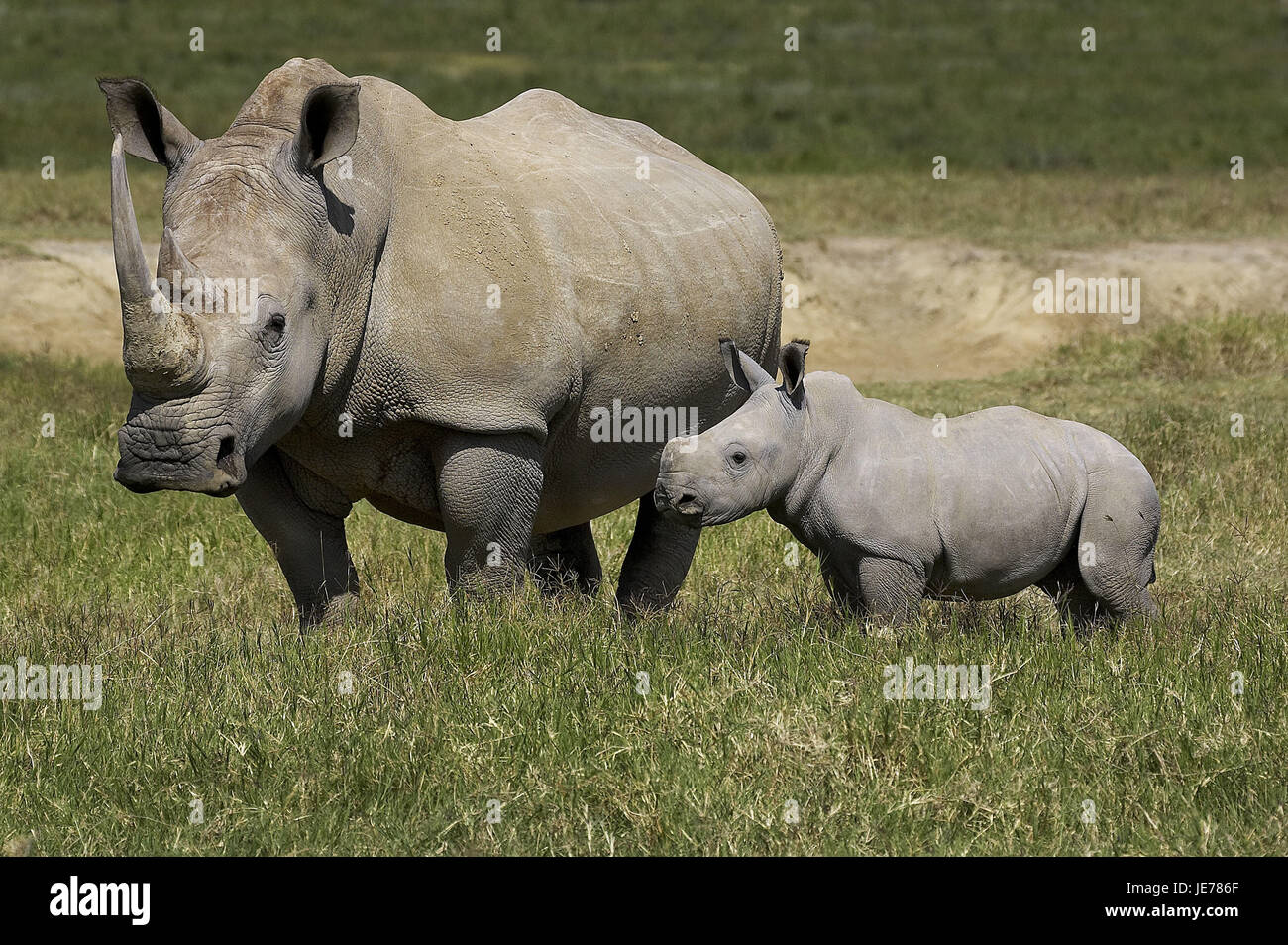 A bocca larga rinoceronte, Ceratotherium simum, vitello, erba, Nakuru park, Kenya, Foto Stock
