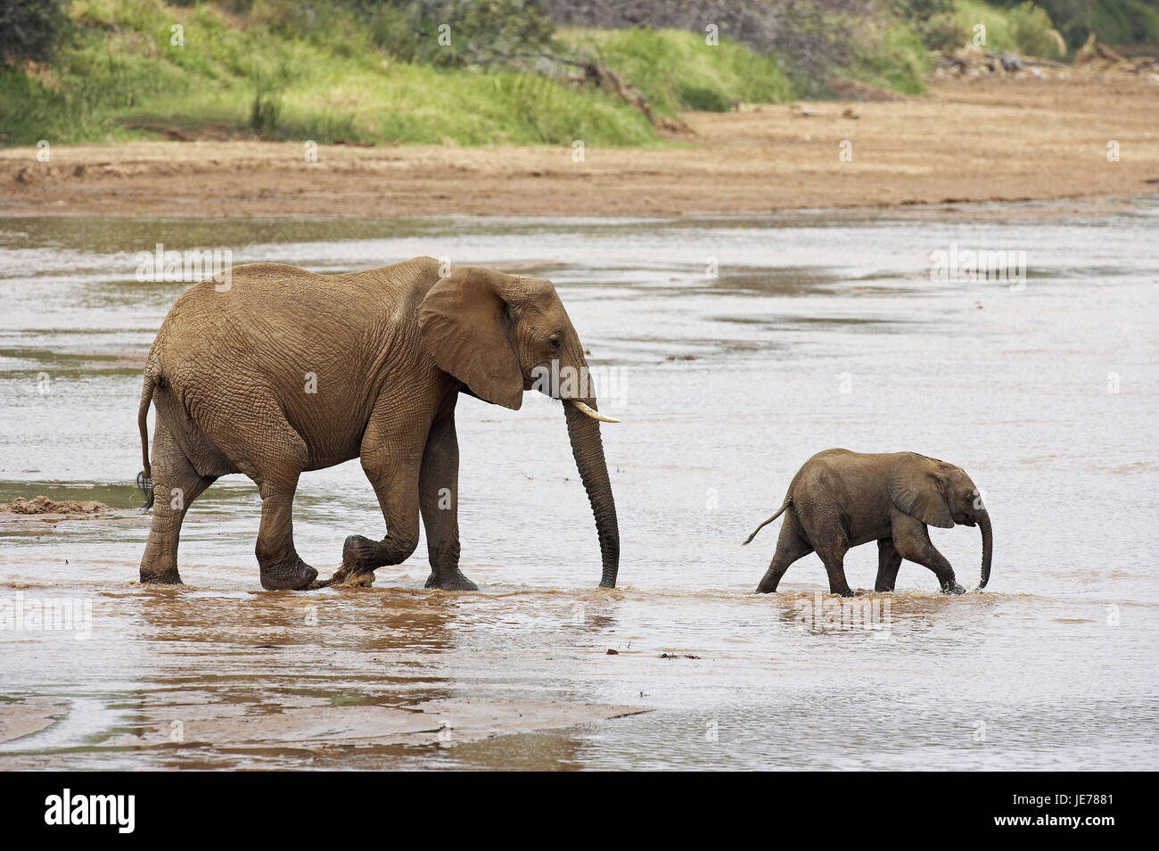 Elefante africano Loxodonta africana, femmine, di vitello, di croce, sul fiume Samburu park, Kenya, Foto Stock