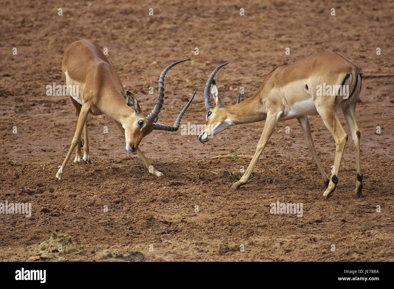 Impala, Aepyceros melampus, anche nero tacco antilope, piccolo uomo, lotta, il Masai Mara Park, Kenya, Foto Stock