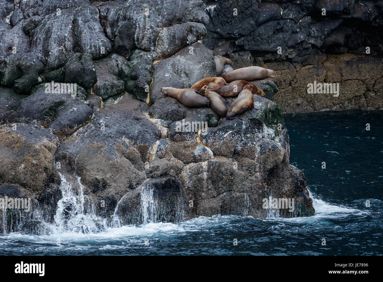 Gruppo stellare di leoni di mare resto sulle rocce a bordo degli oceani Foto Stock