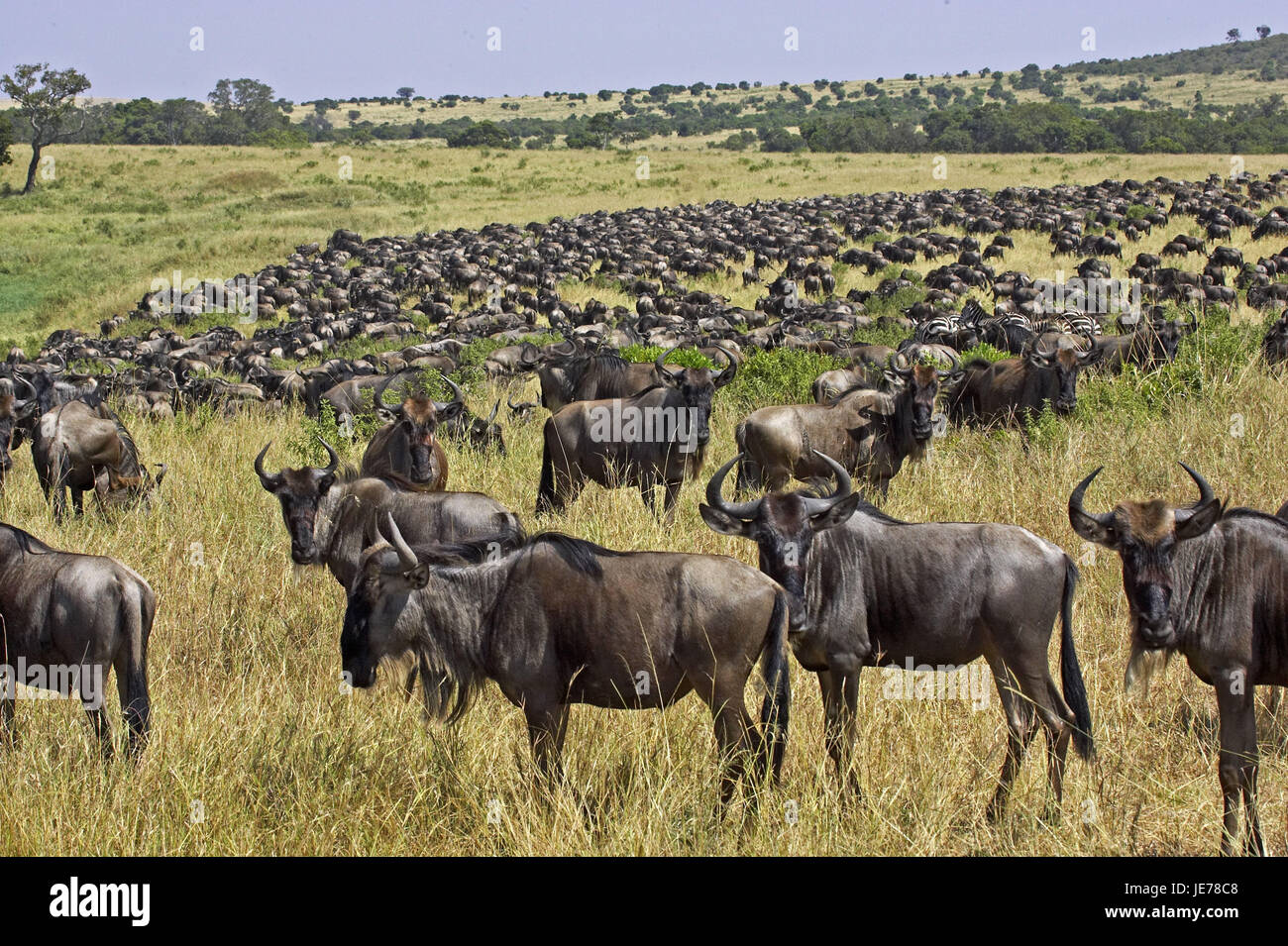Film gnu, Connochaetes taurinus, si concentra, si allontanano, Masai Mara Park, Kenya, Foto Stock