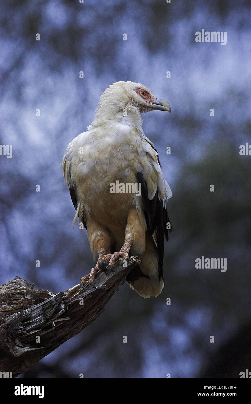 Palm avvoltoi, Gypohierax angolensis, animale adulto, stand, diramazione Masai Mara Park, Kenya, Foto Stock