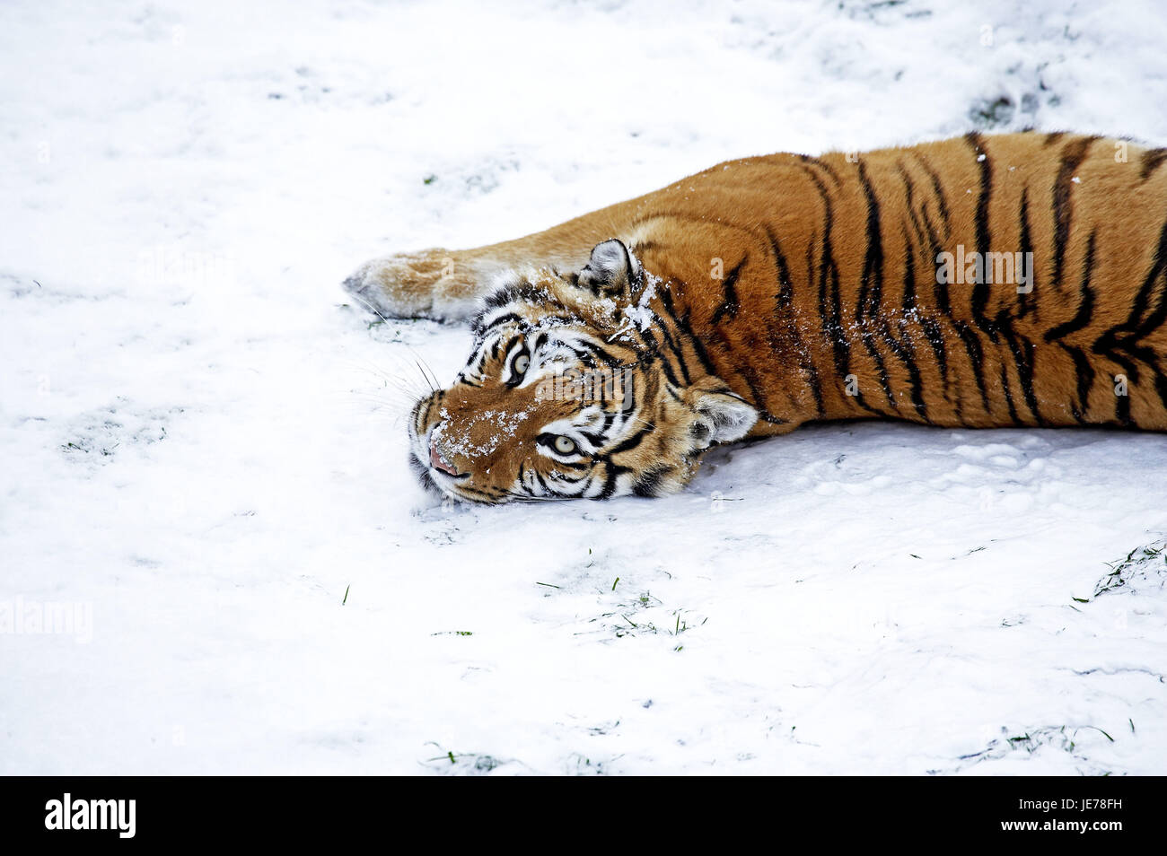 Le tigri siberiane, Panthera tigris altaica, anche tigre di Amur, animale adulto, stand, neve Foto Stock