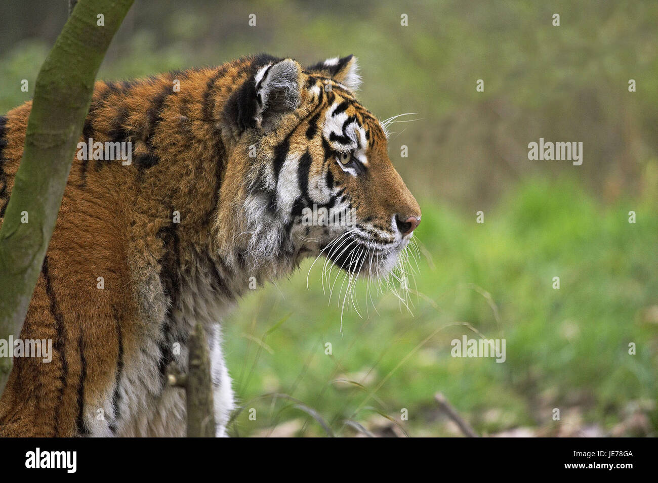 Le tigri siberiane, Panthera tigris altaica, anche tigre di Amur, animale adulto, ritratto, Foto Stock