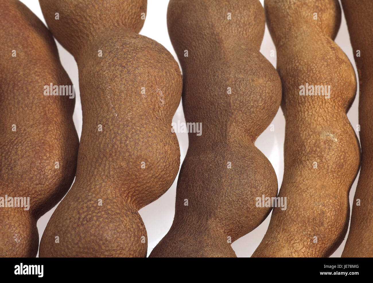Tamarindo, Tamarindus indica, anche data indiano, aspro data, feto, sfondo bianco Foto Stock