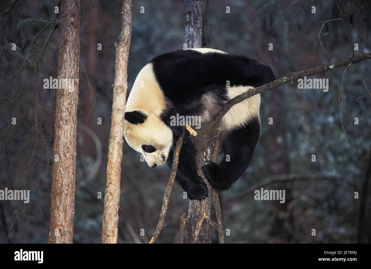 Big panda, Ailuropoda melanoleuca, animale adulto, abbassato, filiale, riserva di Wolong, Cina Foto Stock